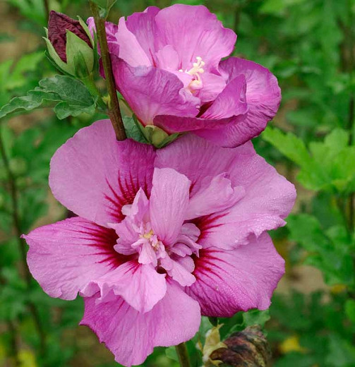 Hibiscus Syriacus First Editions® Tahiti™ (Rose Of Sharon)